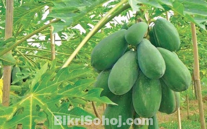 হাইব্রীড পেঁপে (Hybrid Papaya)